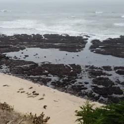 Fitzgerald Marine Reserve - Half Moon Bay