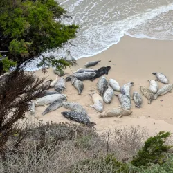 Fitzgerald Marine Reserve - Half Moon Bay