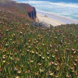 Half Moon Bay Coastside Trail - Half Moon Bay