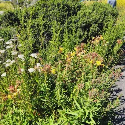 Half Moon Bay Coastside Trail - Half Moon Bay