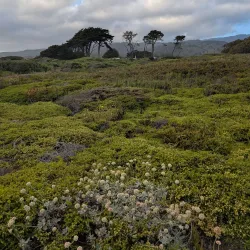 Half Moon Bay State Beach - Half Moon Bay