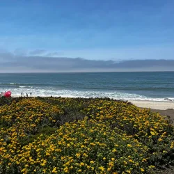 Half Moon Bay State Beach - Half Moon Bay