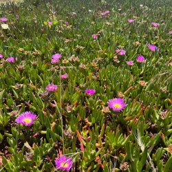 Half Moon Bay State Beach - Half Moon Bay