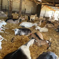 Harley Farms Goat Dairy - Half Moon Bay