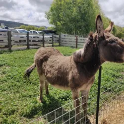 Harley Farms Goat Dairy - Half Moon Bay