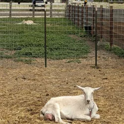 Harley Farms Goat Dairy - Half Moon Bay