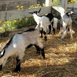 Harley Farms Goat Dairy - Half Moon Bay