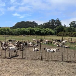 Harley Farms Goat Dairy - Half Moon Bay