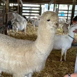 Harley Farms Goat Dairy - Half Moon Bay