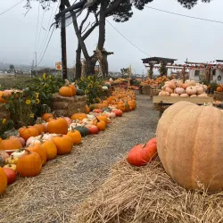 Pumpkin Patches and Farms - Half Moon Bay