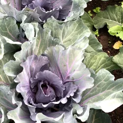 Pumpkin Patches and Farms - Half Moon Bay