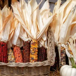 Pumpkin Patches and Farms - Half Moon Bay