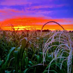 Pumpkin Patches and Farms - Half Moon Bay