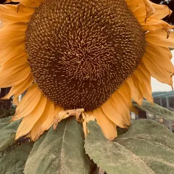 Pumpkin Patches and Farms - Half Moon Bay