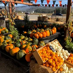 Pumpkin Patches and Farms - Half Moon Bay