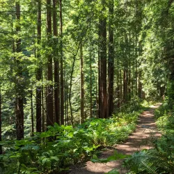 Purisima Creek Redwoods Open Space Preserve - Half Moon Bay