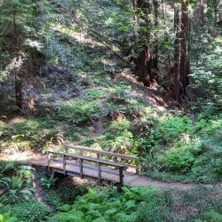 Purisima Creek Redwoods Open Space Preserve - Half Moon Bay
