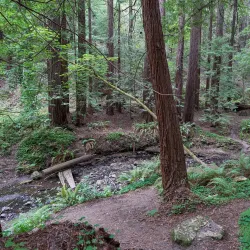 Purisima Creek Redwoods Open Space Preserve - Half Moon Bay