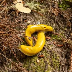 Purisima Creek Redwoods Open Space Preserve - Half Moon Bay