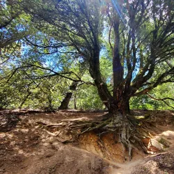 Purisima Creek Redwoods Open Space Preserve - Half Moon Bay