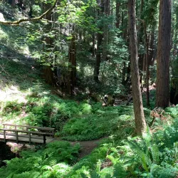 Purisima Creek Redwoods Open Space Preserve - Half Moon Bay