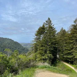 Purisima Creek Redwoods Open Space Preserve - Half Moon Bay