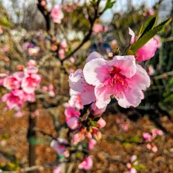 Del Aire Park - Hawthorne