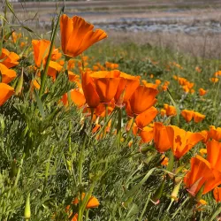 Coyote Hills Regional Park - Hayward