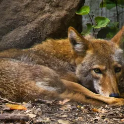 Sulphur Creek Nature Center - Hayward