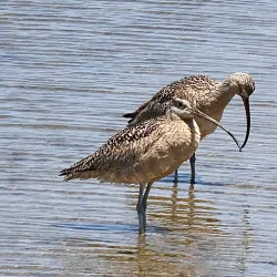 Bolsa Chica Ecological Reserve - Huntington Beach