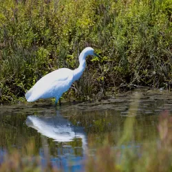 Bolsa Chica Ecological Reserve - Huntington Beach