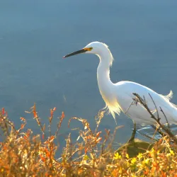 Bolsa Chica Ecological Reserve - Huntington Beach