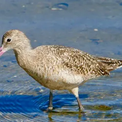 Bolsa Chica Ecological Reserve - Huntington Beach