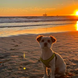 Huntington Dog Beach - Huntington Beach