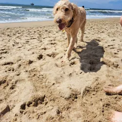 Huntington Dog Beach - Huntington Beach