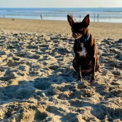 Huntington Dog Beach - Huntington Beach