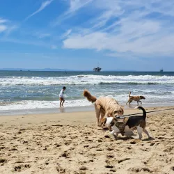 Huntington Dog Beach - Huntington Beach