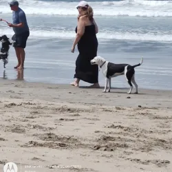 Huntington Dog Beach - Huntington Beach