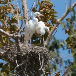 Shipley Nature Center - Huntington Beach