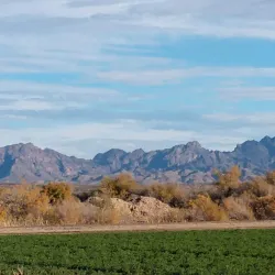 Cibola National Wildlife Refuge - Imperial