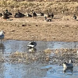 Cibola National Wildlife Refuge - Imperial