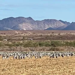 Cibola National Wildlife Refuge - Imperial