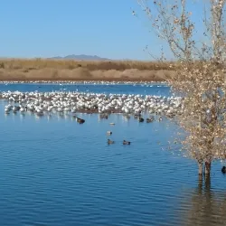 Cibola National Wildlife Refuge - Imperial