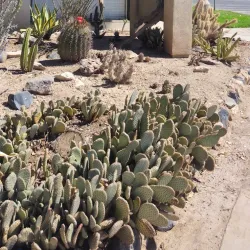 Holtville Carrot Festival - Imperial