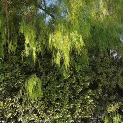 Bommer Canyon - Irvine