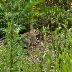 Irvine Historical Museum - Irvine