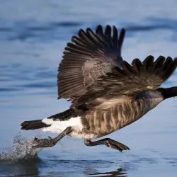 San Joaquin Wildlife Sanctuary - Irvine
