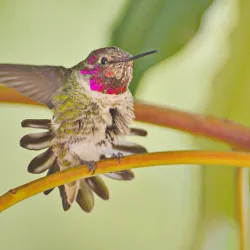San Joaquin Wildlife Sanctuary - Irvine
