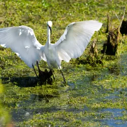 San Joaquin Wildlife Sanctuary - Irvine