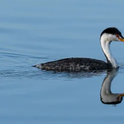 San Joaquin Wildlife Sanctuary - Irvine